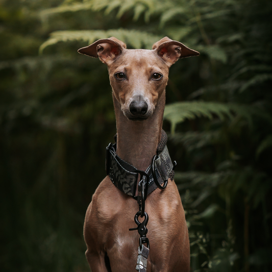 Obroża półzaciskowa Air Collar