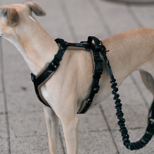 Smycz z amortyzatorem