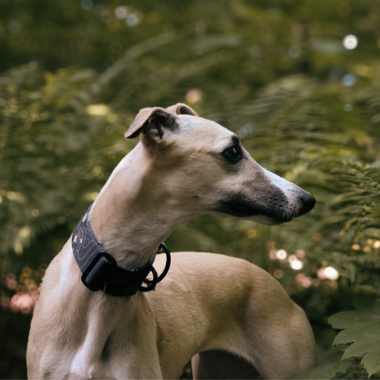 Obroża półzaciskowa