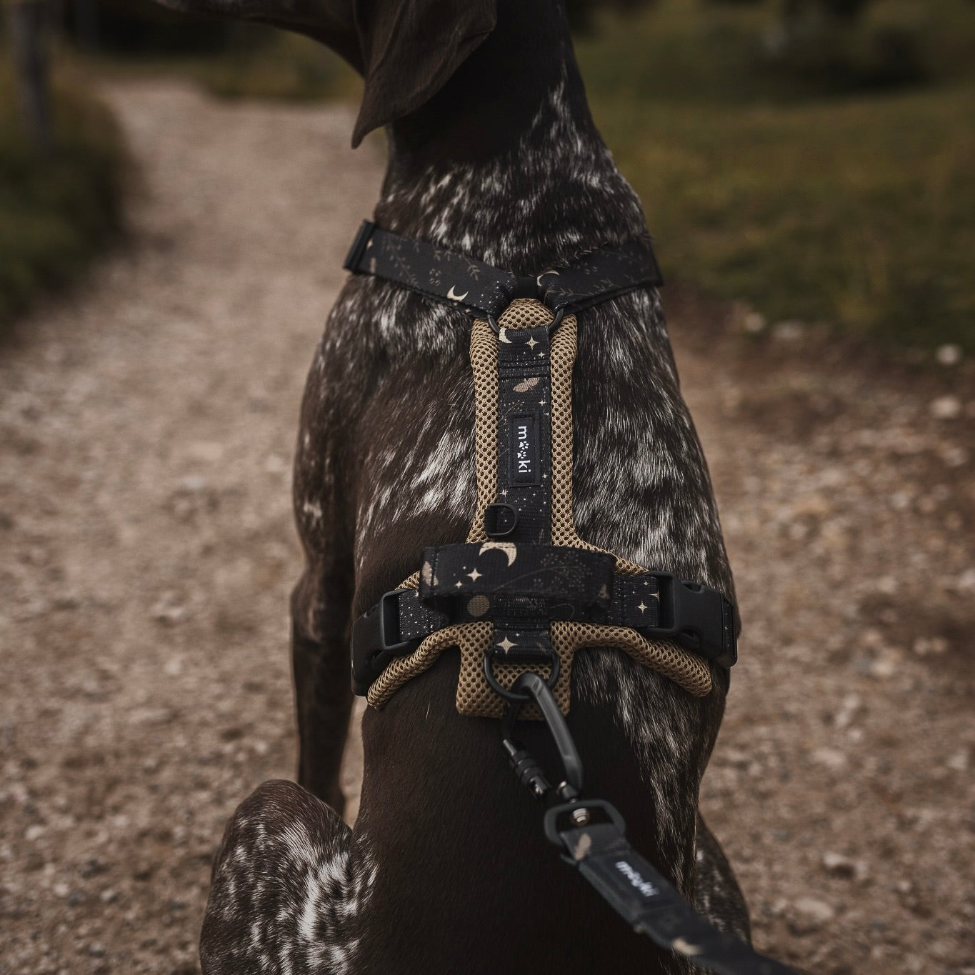 Szelki Air Guard